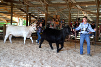 Colfax Free Fair Cattle June 2022