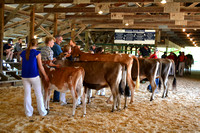 Colfax Fair DC Dairy Open Show June 2022